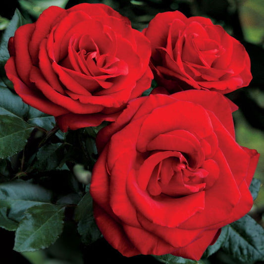 Fresh Garden Living Loves Promise Rose plant in a 1.5-gallon pot, showcasing lush green leaves and vibrant rose buds.
