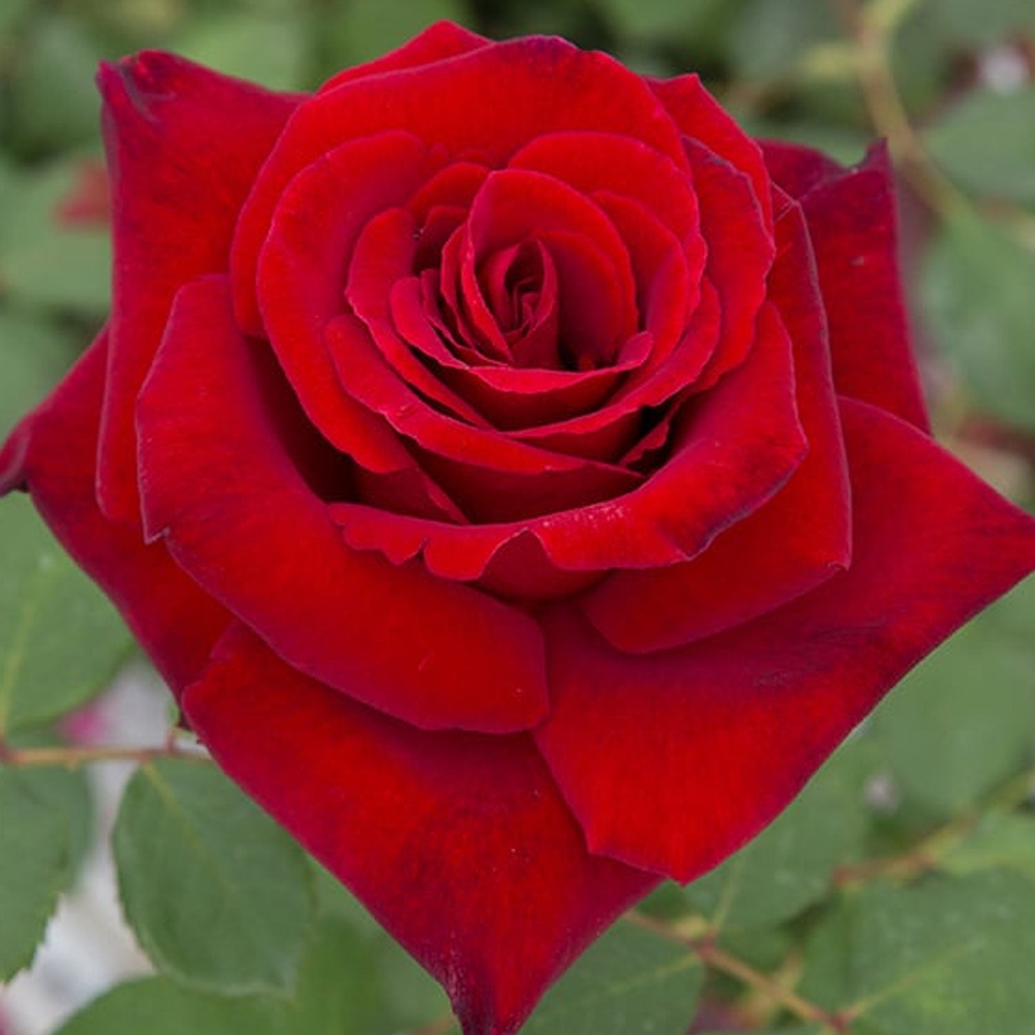 Fresh Garden Living Loves Promise Rose plant in a 1.5-gallon pot, vibrant pink blooms and lush green foliage, ready for planting.