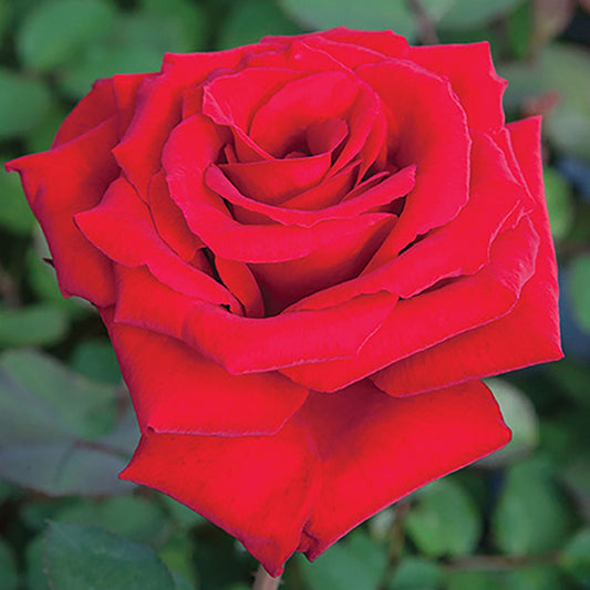 Loves Promise Rose 1.5 gallon Pot - Blessings Grow Meadows