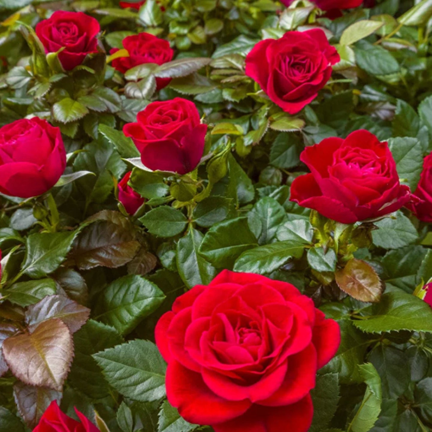 Loves Promise Rose 1.5 gallon Pot - Blessings Grow Meadows