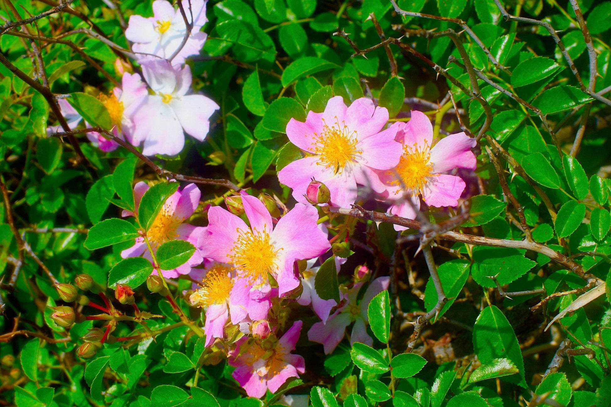 Strawberry Dreamsicle Lip Balm Scrub - Blessings Grow Meadows -