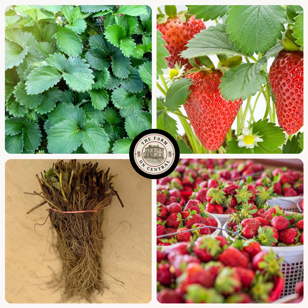 All Star Strawberry Plants – Mid-Season Champion