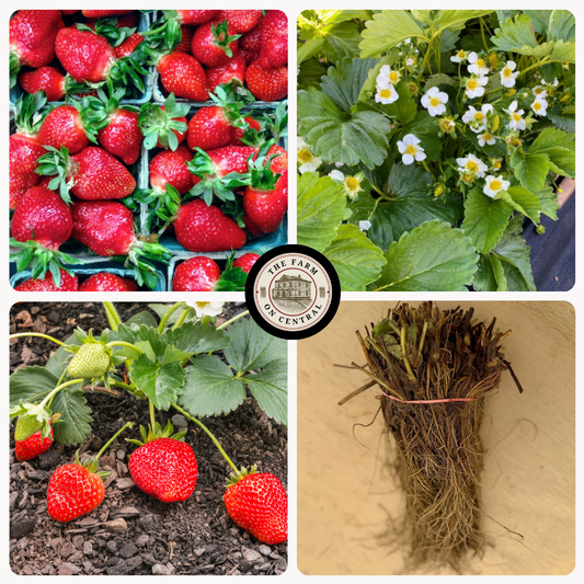 Healthy Jewel strawberry plant from The Farm On Central with green leaves and ripe strawberries starting to develop.