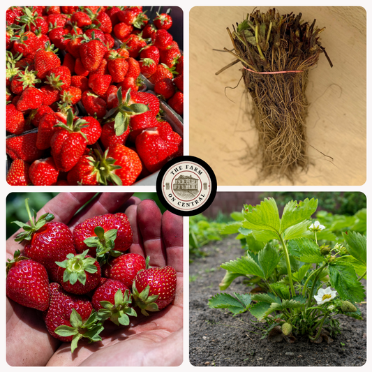Honeoye strawberry plant from The Farm On Central with green leaves and developing red strawberries.