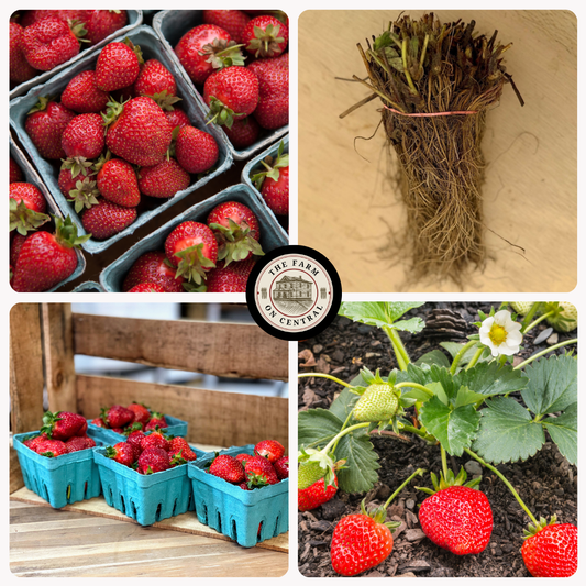 Seascape strawberry plants from The Farm On Central, healthy green leaves with ripe red strawberries on a garden patch.
