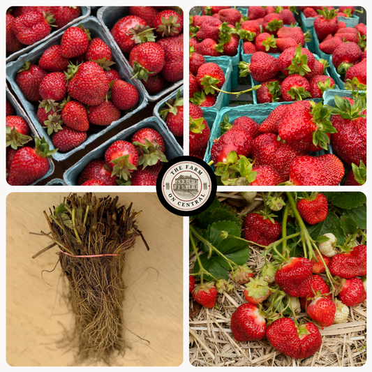 Healthy Galletta strawberry plant from The Farm On Central with green leaves and developing berries on a garden background.