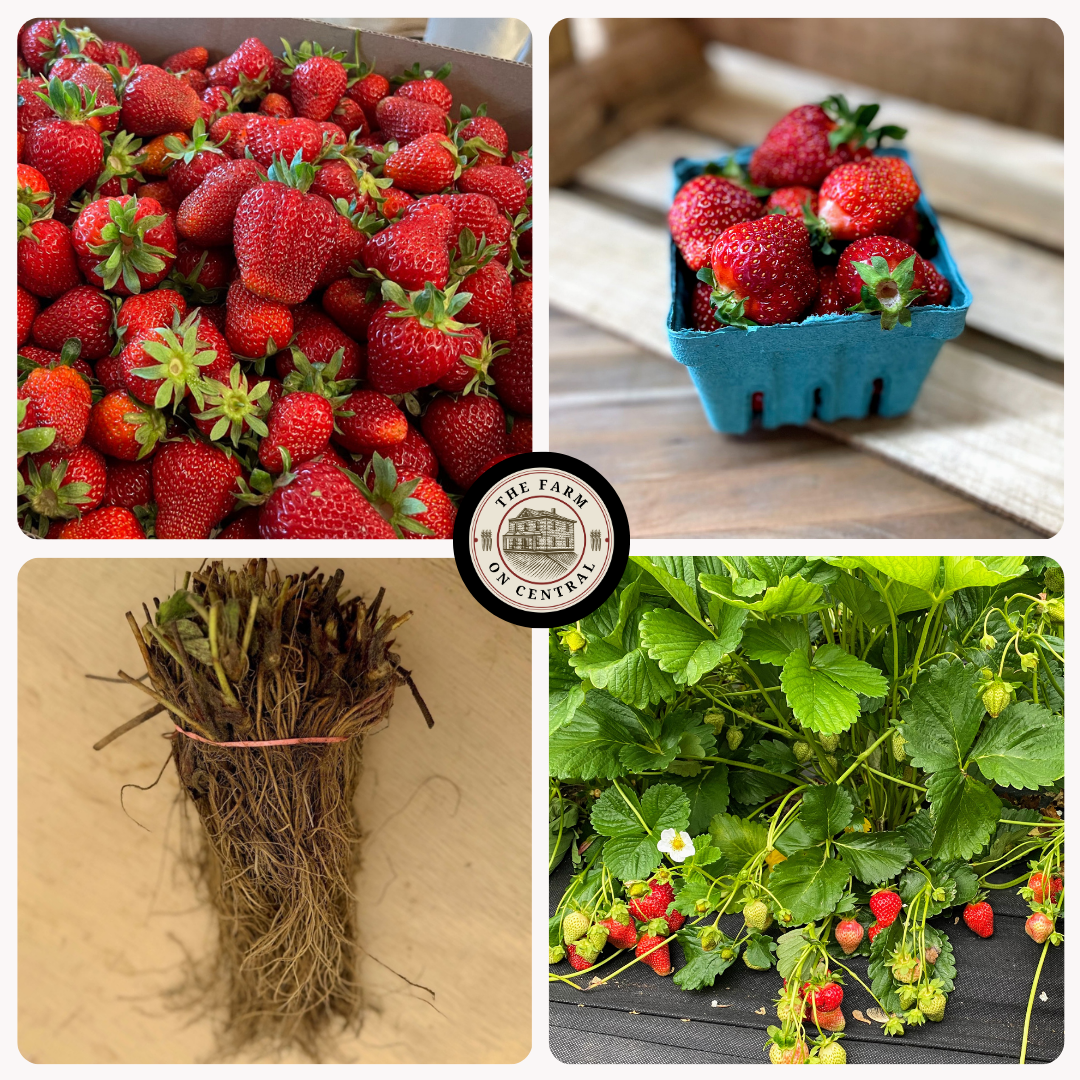 Healthy Cabot strawberry plant from The Farm On Central with lush green leaves and developing fruit buds.