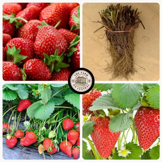 Healthy Sparkle Strawberry Plants from The Farm On Central with vibrant green leaves and developing berries.