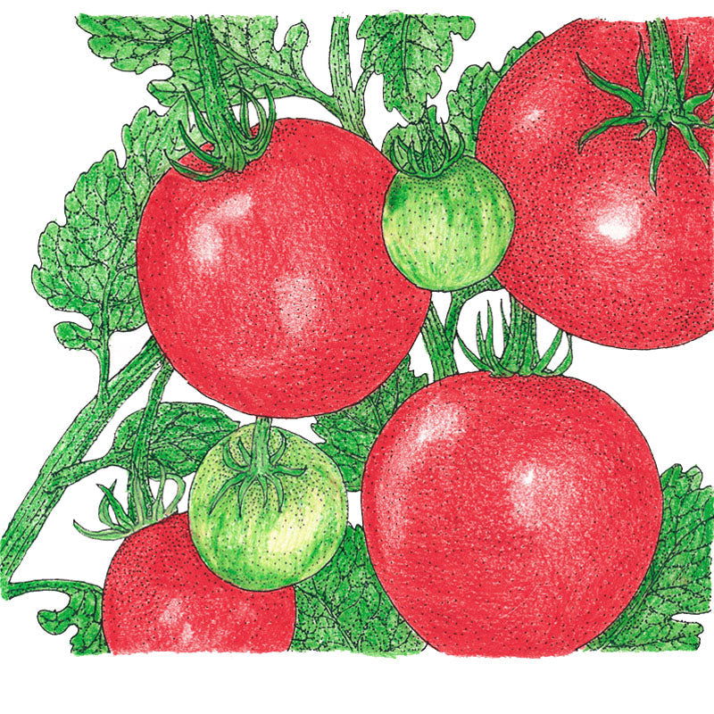 Stupice Tomato Seeds (Organic) - Blessings Grow Meadows