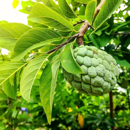 Green Sugar Apple, Sweetsop, Annona Tree - Blessings Grow Meadows