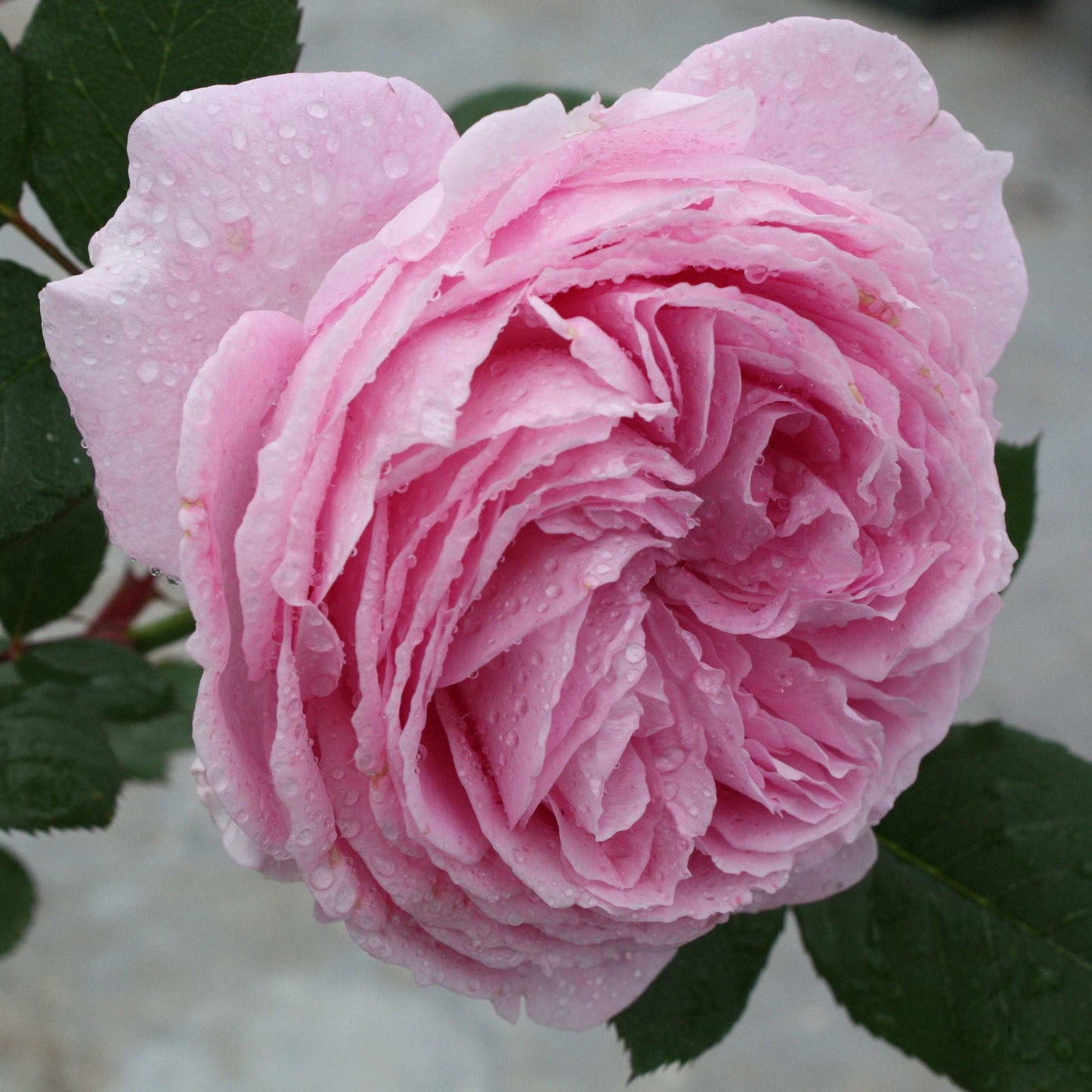 Parfuma Summer Romance Floribunda Rose Plant 1.5 gallon Pot - Blessings Grow Meadows