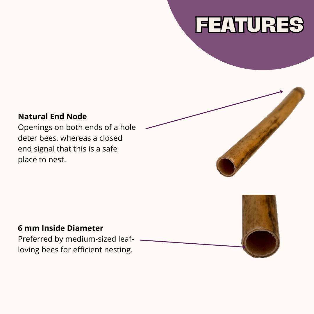 Summer Natural Reeds for Summer Leaf Bees - 6mm - Blessings Grow Meadows