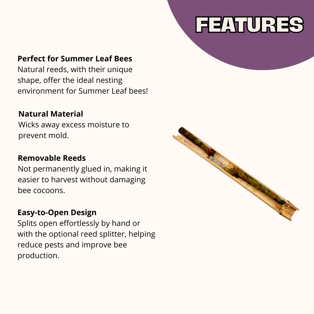 Summer Natural Reeds for Summer Leaf Bees - 6mm - Blessings Grow Meadows
