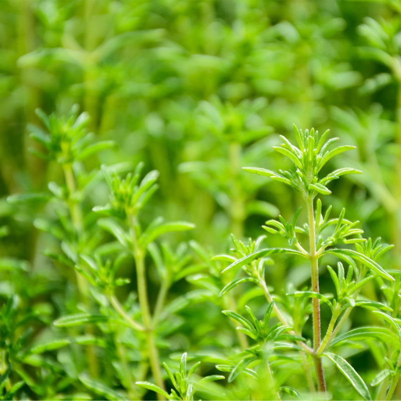 Summer Savory Seeds (Organic) - Blessings Grow Meadows