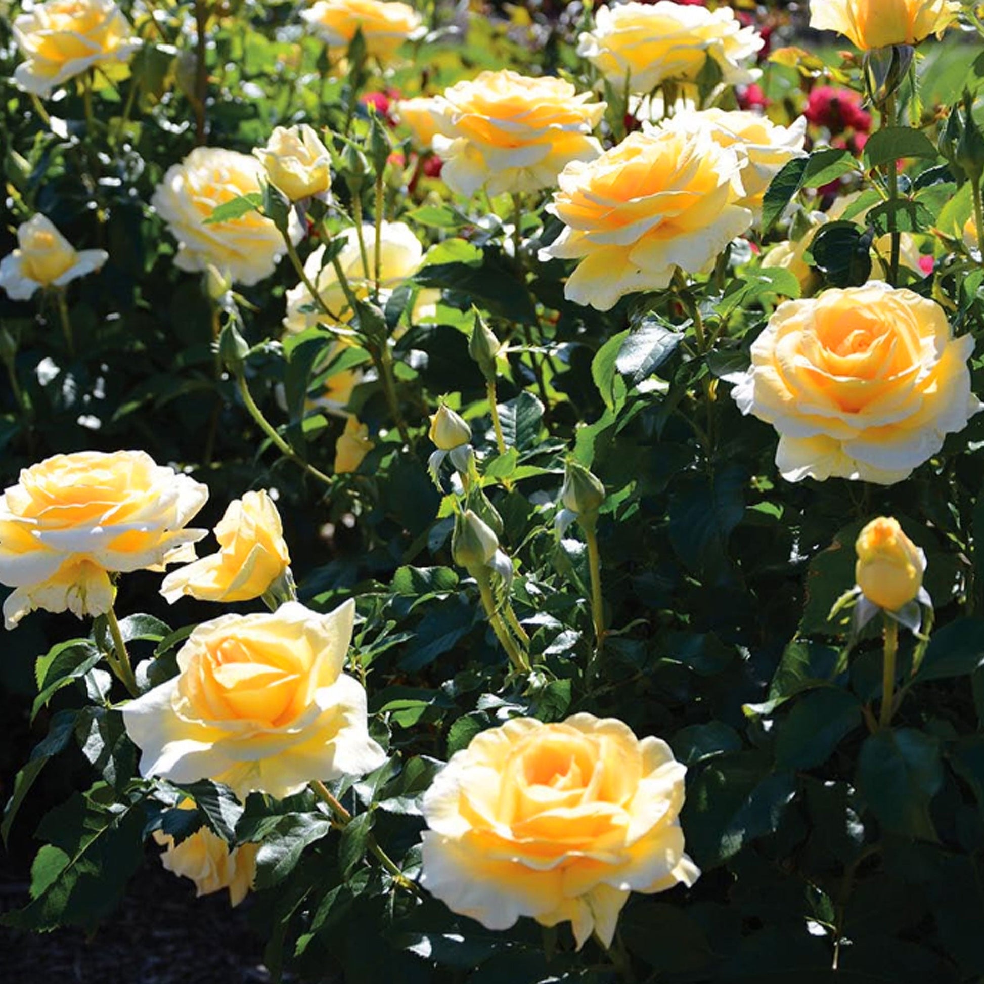 Sunshine Daydream Rose 1.5 Gallon Container - Blessings Grow Meadows