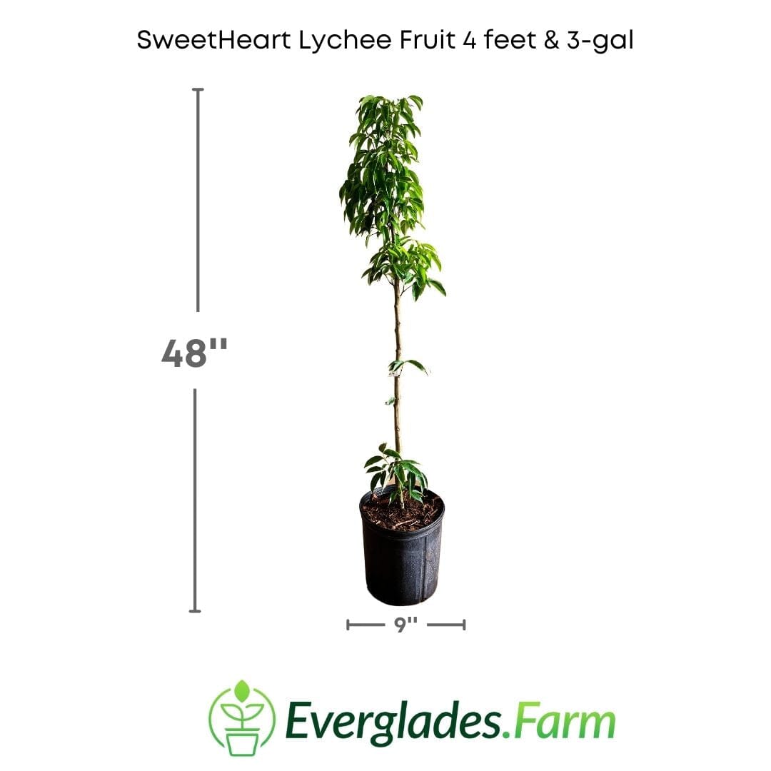 SweetHeart Lychee Tree - Blessings Grow Meadows -