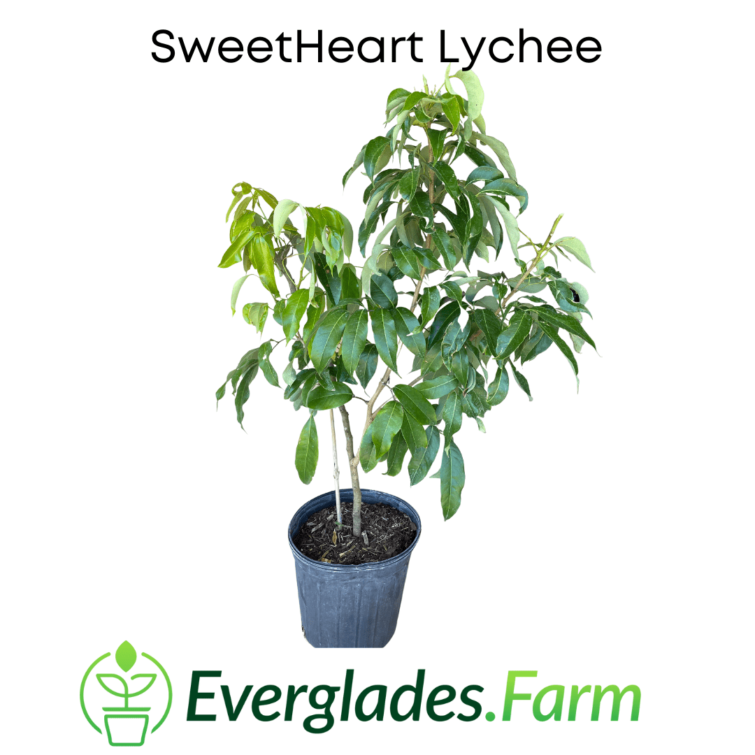 Everglades Farm SweetHeart Lychee Tree with lush green foliage, healthy fruit-bearing branches, and vibrant lychee fruits.