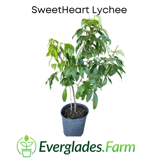 Everglades Farm SweetHeart Lychee Tree with lush green foliage, healthy fruit-bearing branches, and vibrant lychee fruits.