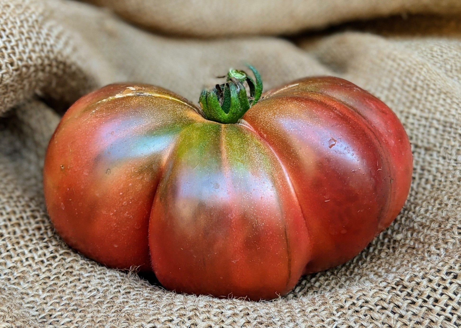Cherokee Purple Tomato - Blessings Grow Meadows