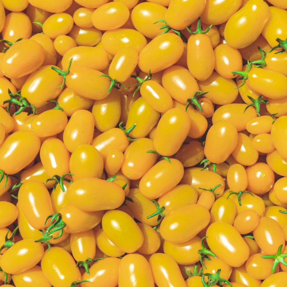 Yellow Plum Tomato - Blessings Grow Meadows