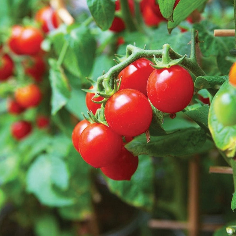 Tiny Tim Tomato - Blessings Grow Meadows