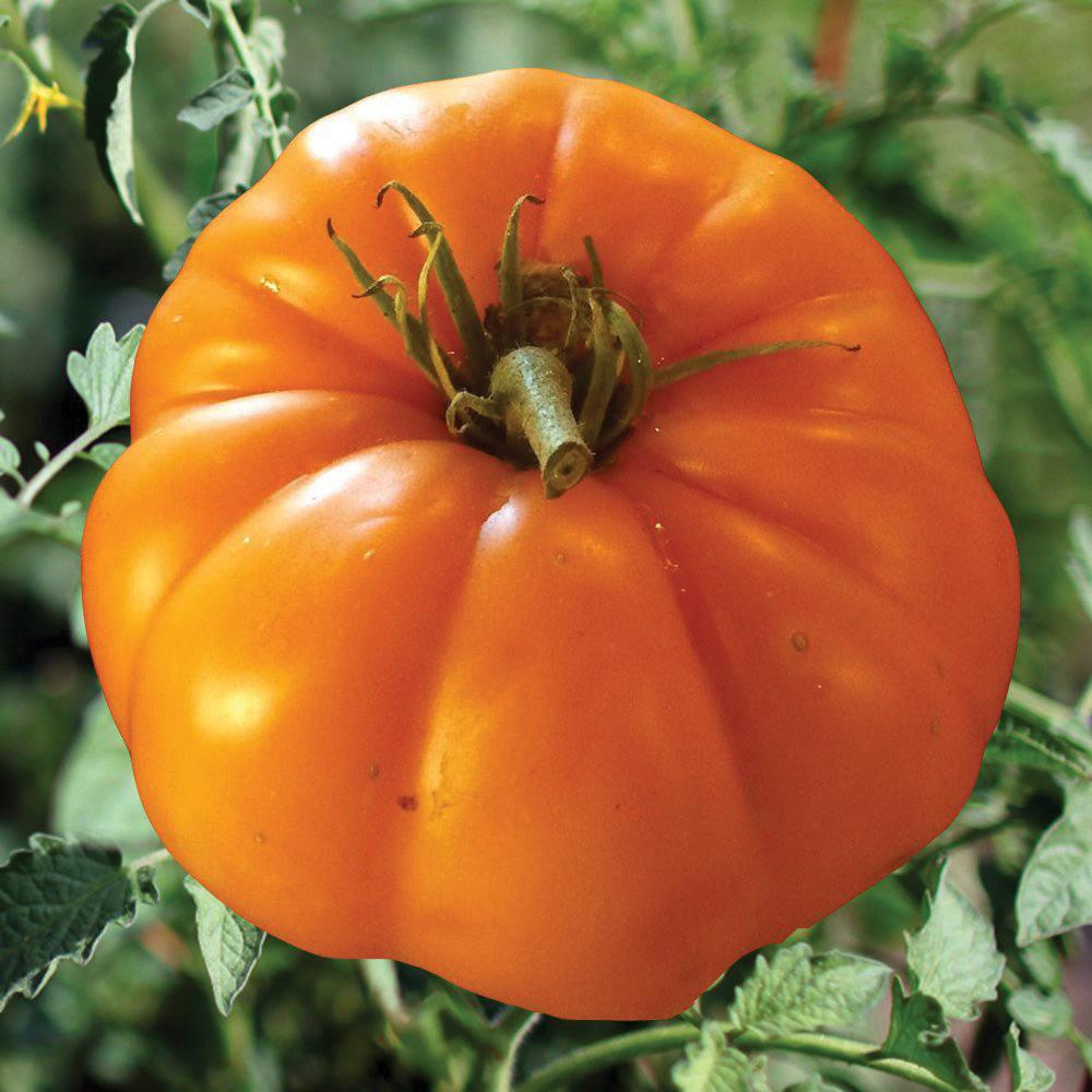 Persimmon Tomato - Blessings Grow Meadows