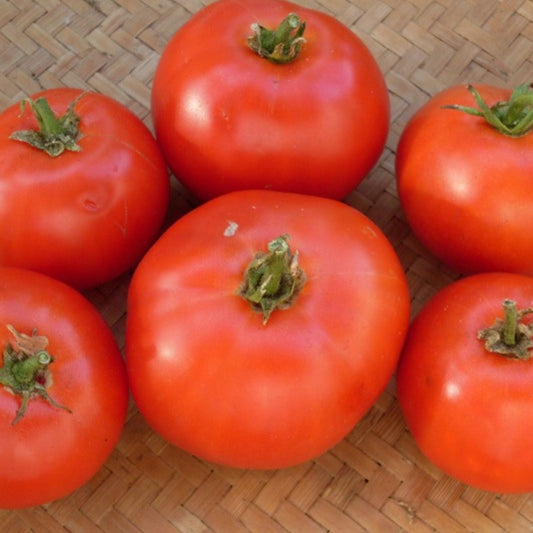 Fireworks Tomato - Blessings Grow Meadows