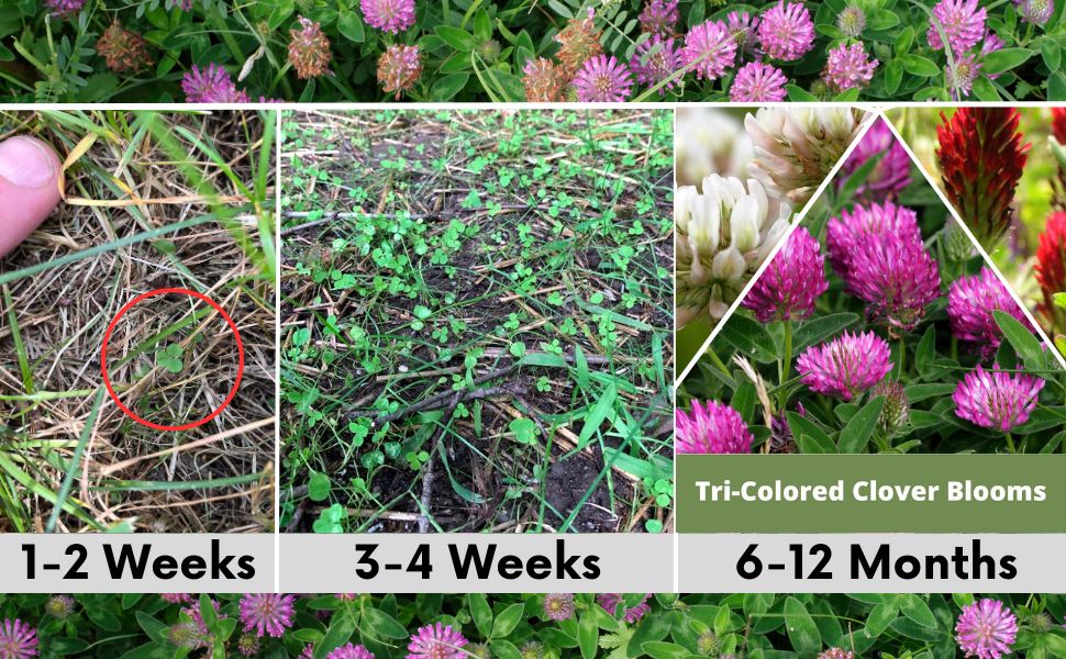Tri-Color Clover Seed Mix Eco-Spread Carton - Blessings Grow Meadows