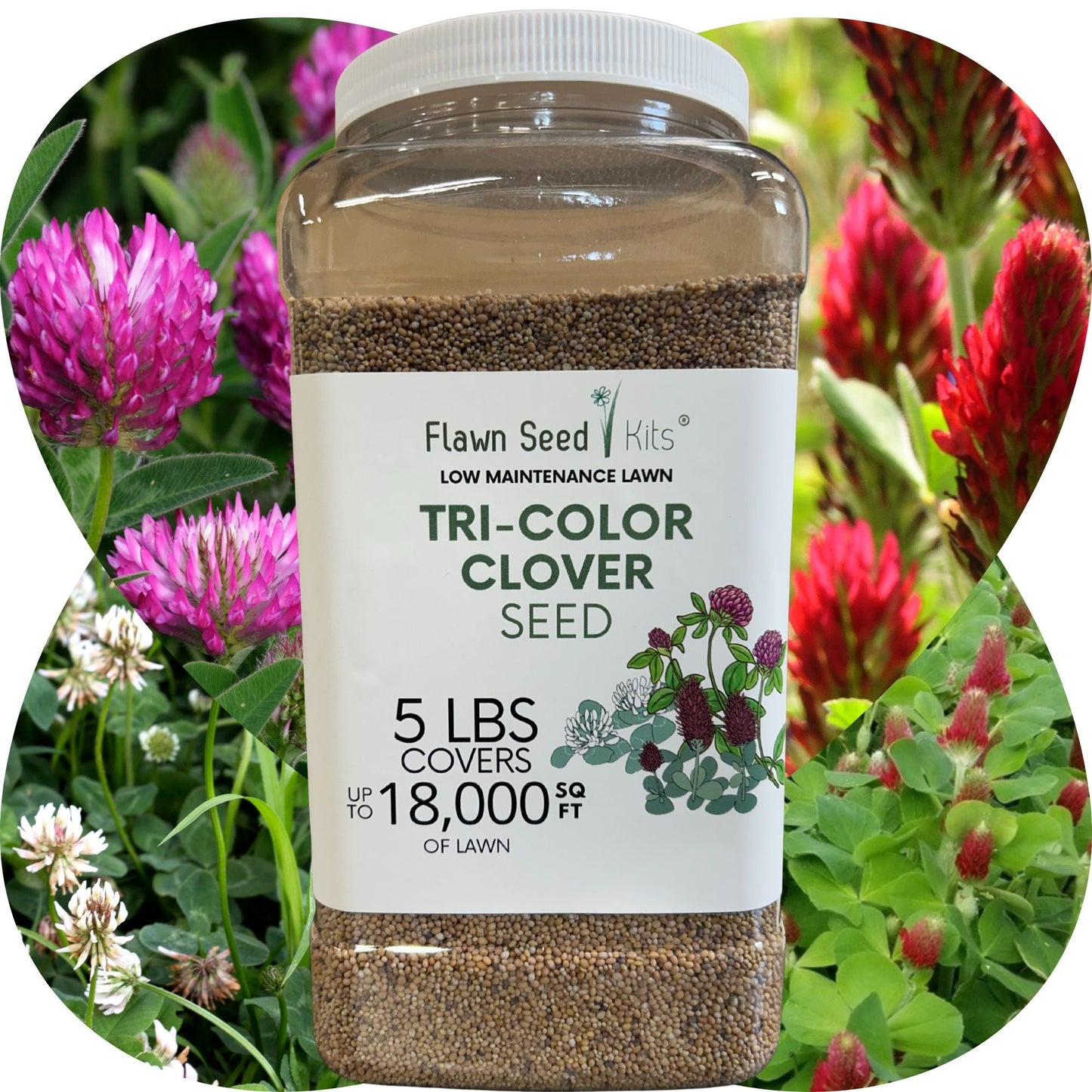 Tri-Color Clover Seed Blend - Blessings Grow Meadows