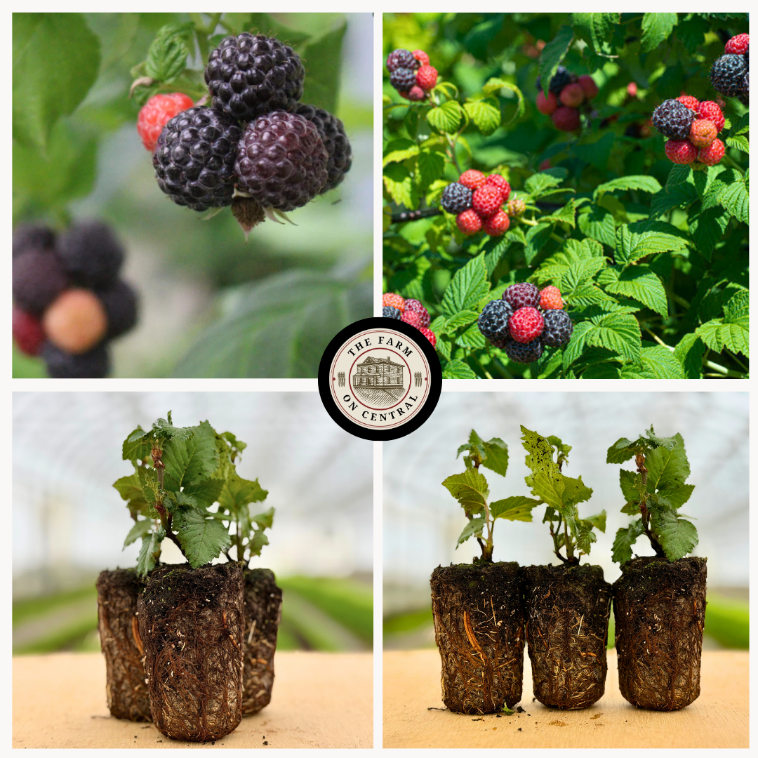 Tahi Thornless Black Raspberry plug from The Farm On Central, showing healthy black raspberry plant with thornless canes.