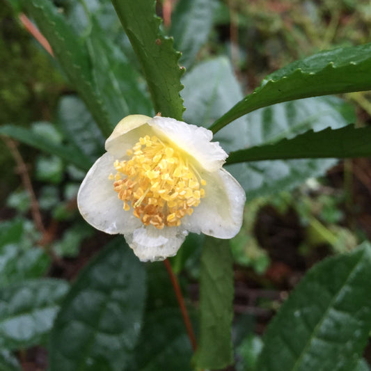 Tea Plant Large Leaf Variety - Blessings Grow Meadows -