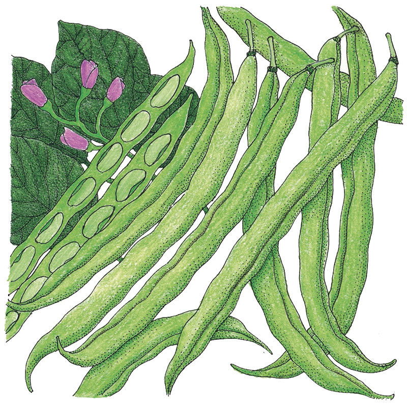 Tendergreen Bush Bean Seeds (Organic) - Blessings Grow Meadows