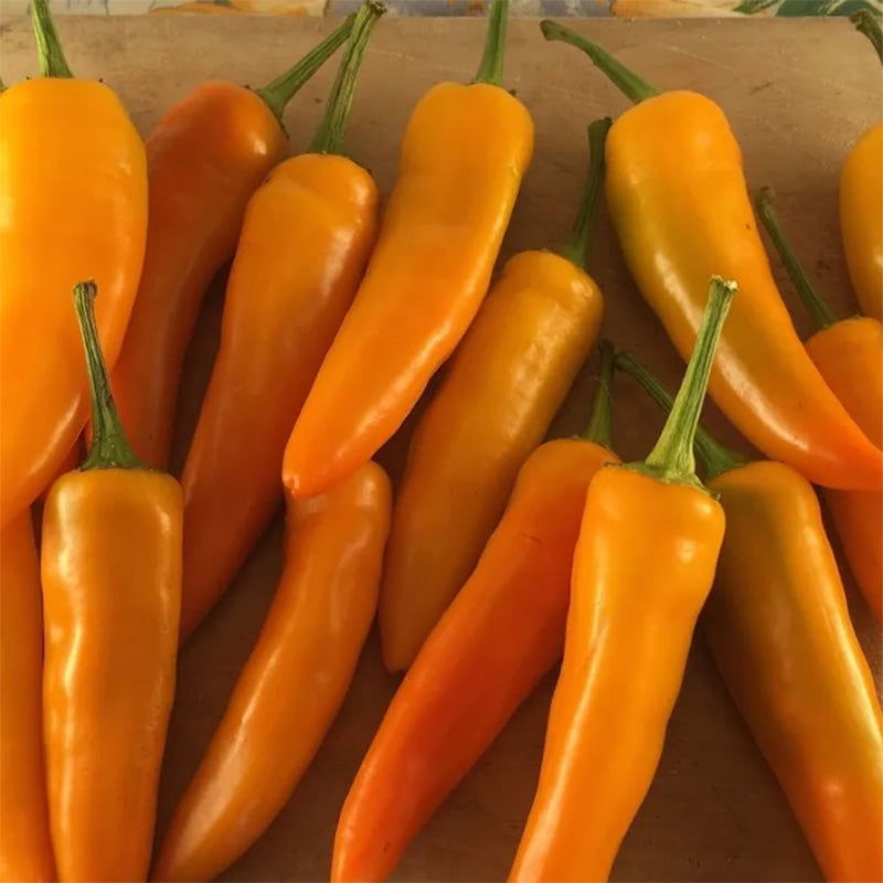 Tequila Sunrise Sweet Pepper Seeds - Blessings Grow Meadows -