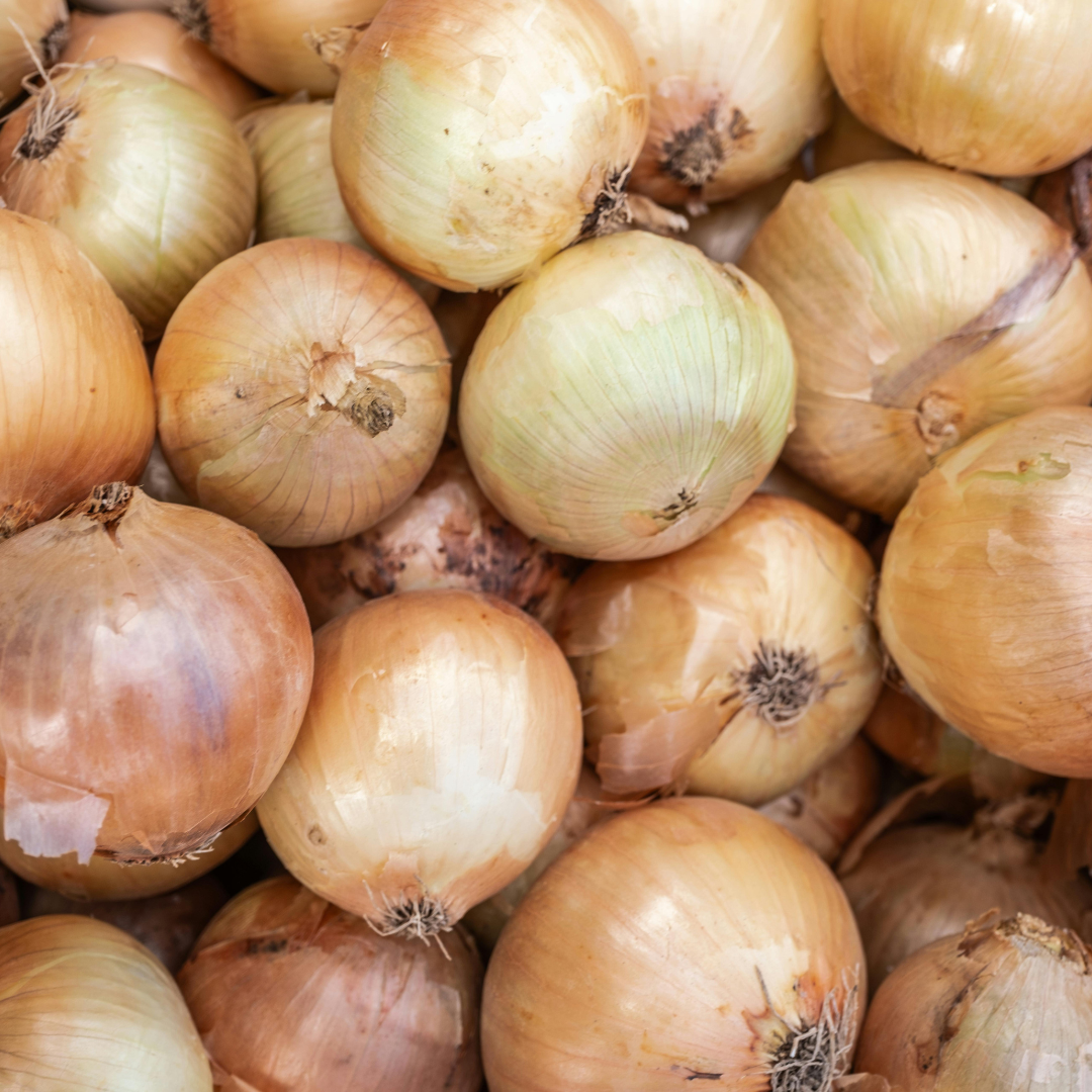 (Short Day) Texas Super Sweet Onion Plants