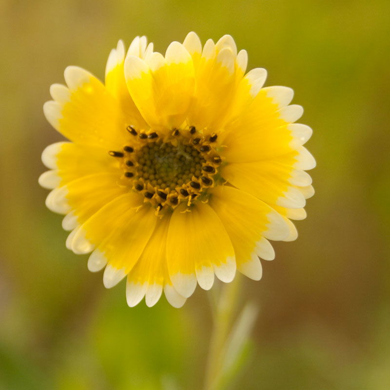 Tidy Tips (pack) - Blessings Grow Meadows