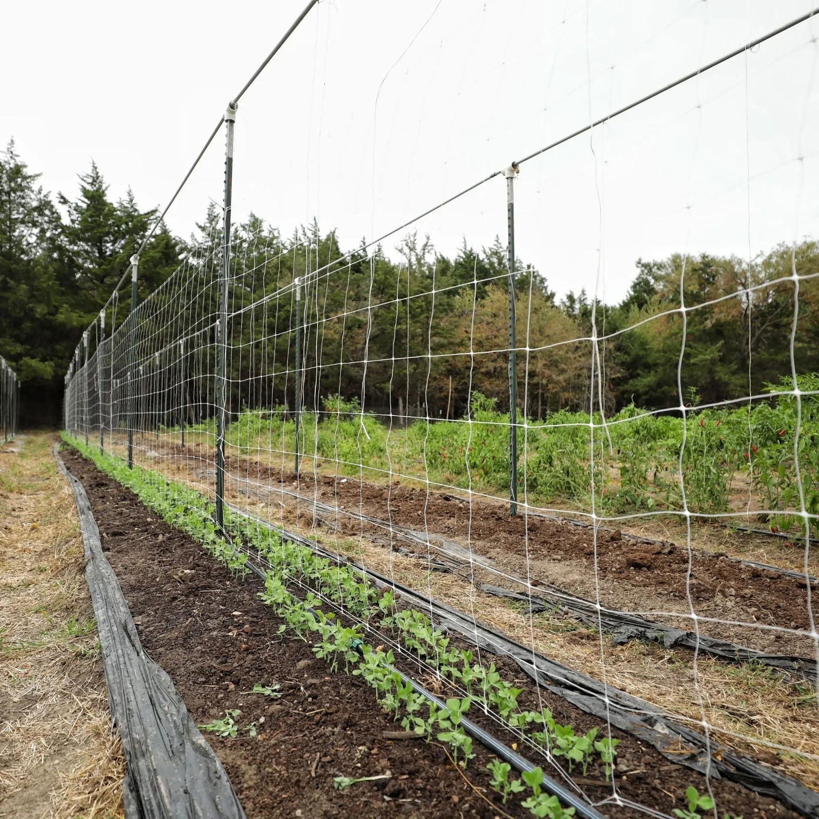 Trellis Netting | 6" Mesh - Blessings Grow Meadows