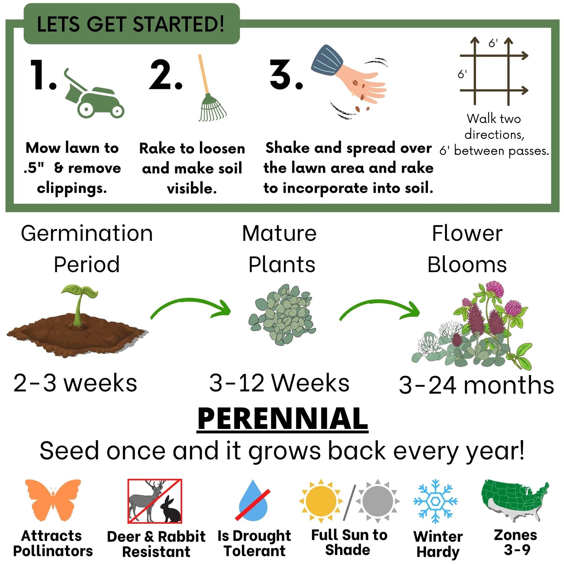 Tri-Color Clover Seed Blend - Blessings Grow Meadows