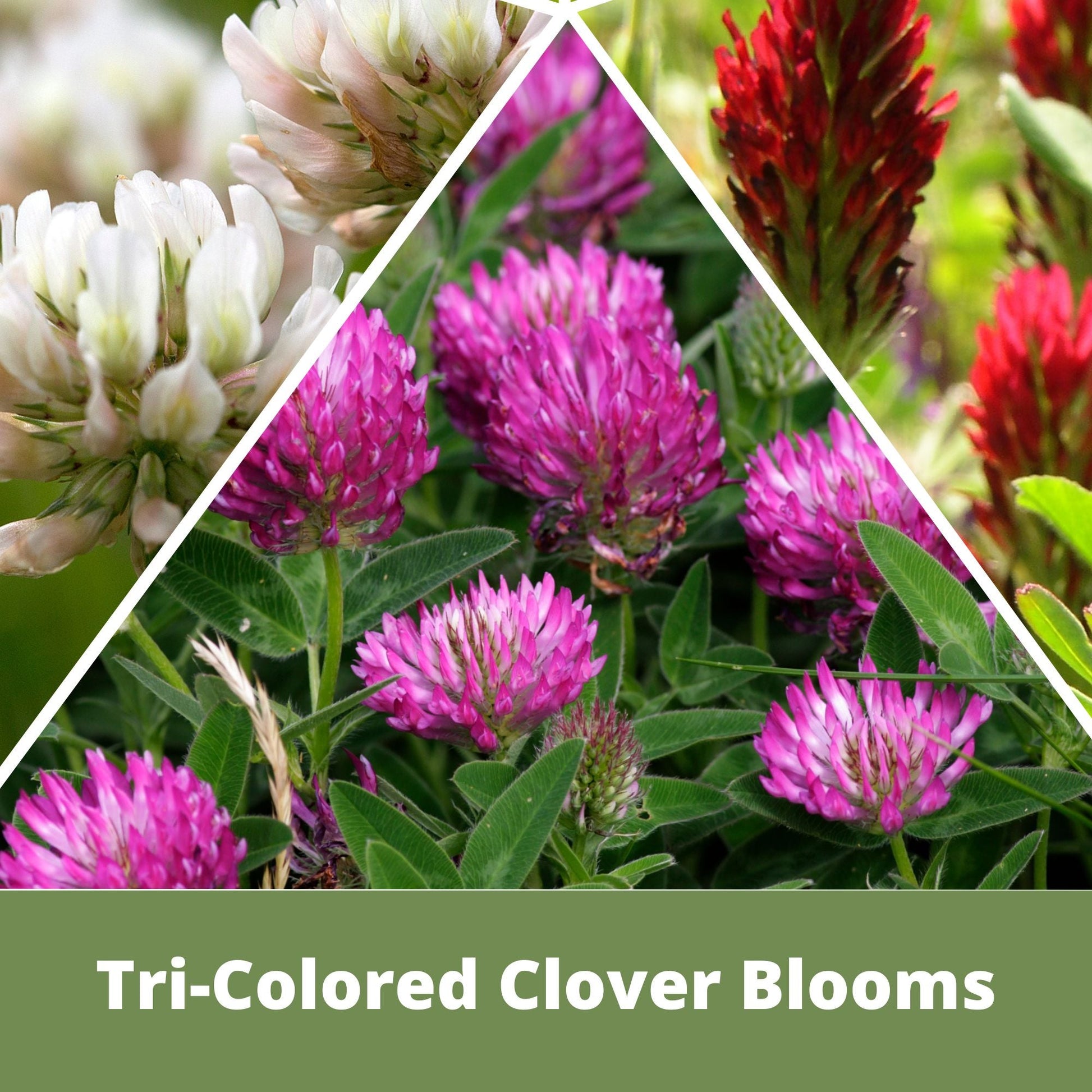 Tri-Color Clover Seed Blend - Blessings Grow Meadows