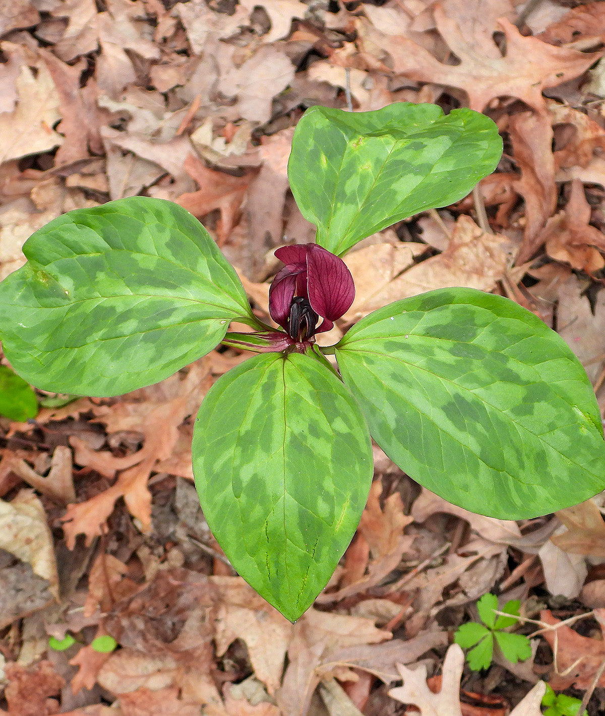 Purple Prairie Trillium (Wood Lily) - 5 Root Divisions