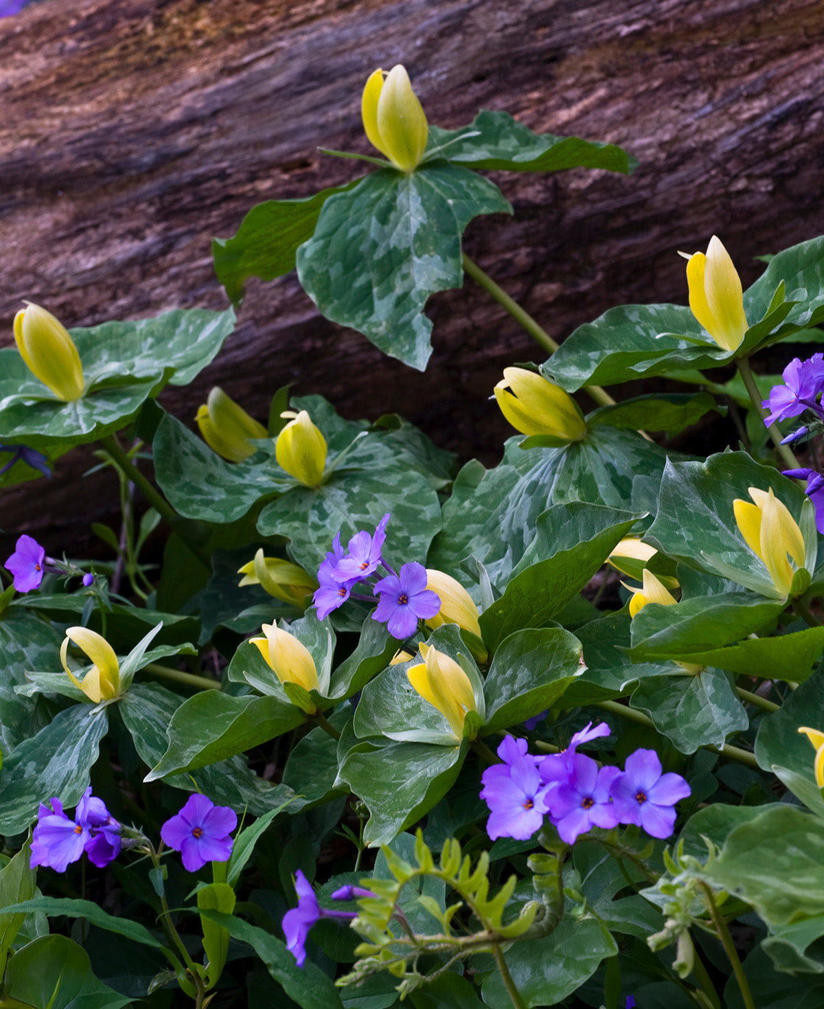Yellow Trillium (Wood Lily) - 5 Root Divisions