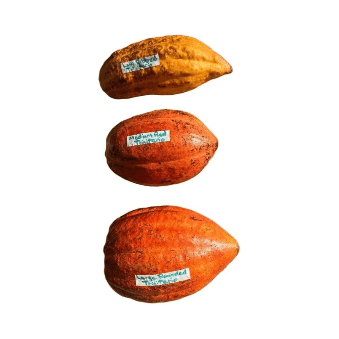 Trinitario Cacao Large Rounded Red Chocolate Tree Orange - Blessings Grow Meadows -