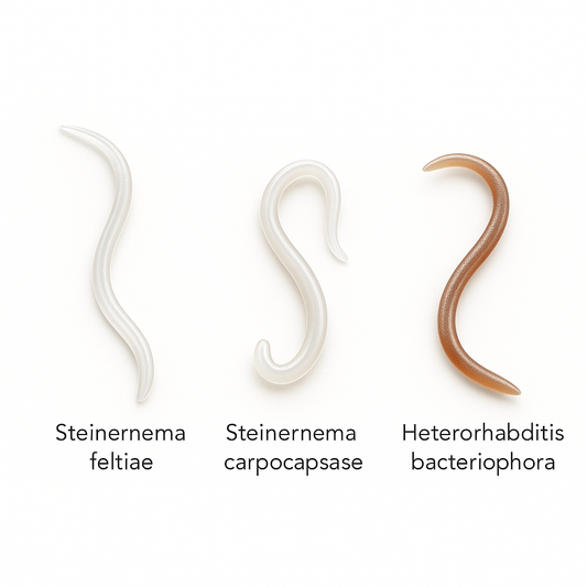 Triple Blend Nematodes for Broad-Spectrum Soil Pest Control - Blessings Grow Meadows -