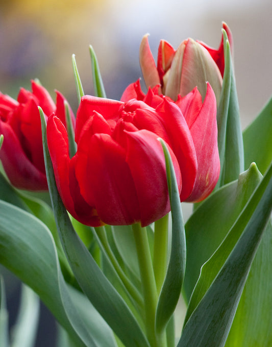 BloomingBulb Abba Double Early Tulip bulbs, showing vibrant pink and white double blooms ready for planting in spring.