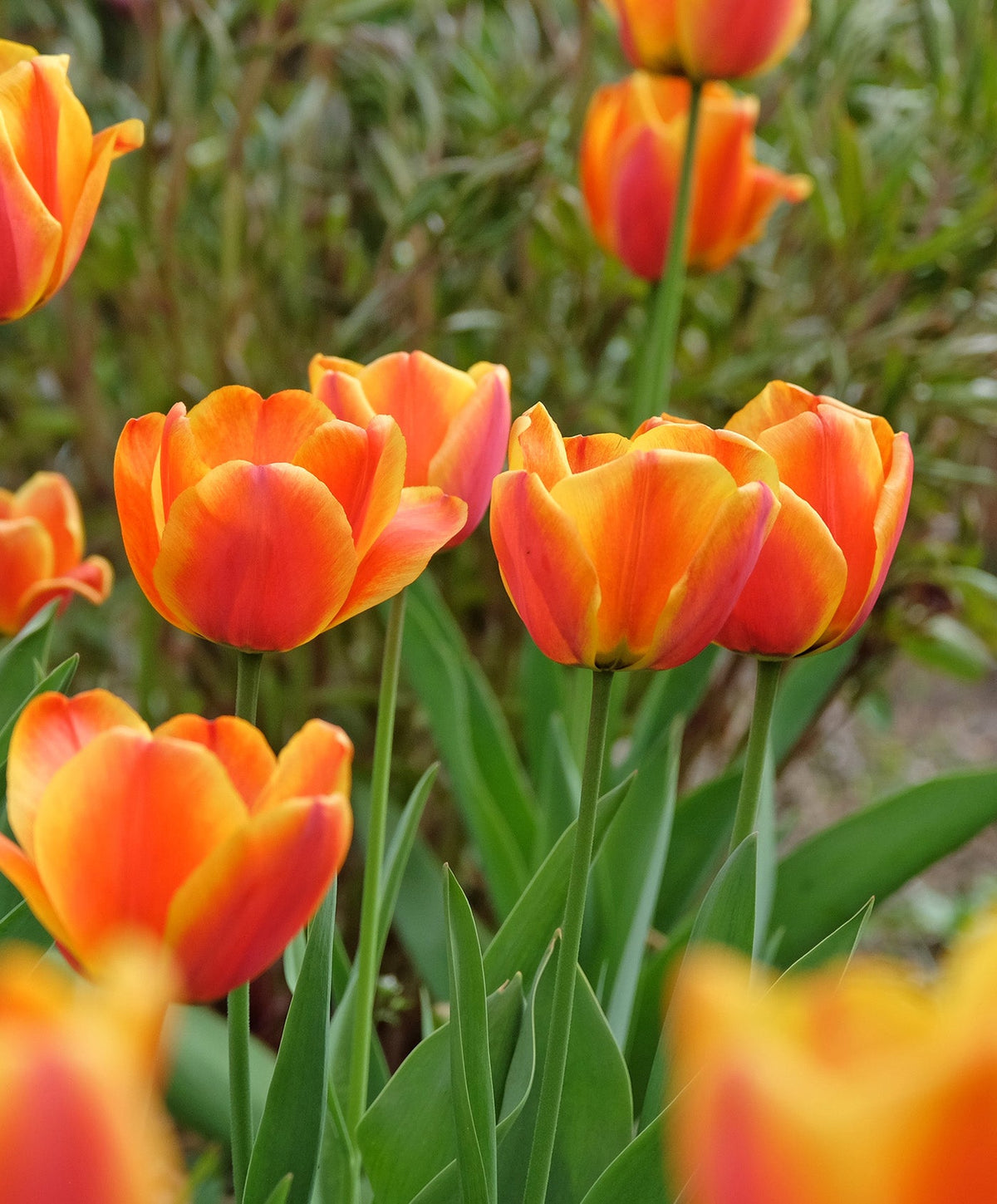 BloomingBulb Apeldoorn Elite Striped Darwin Hybrid Tulip bulbs, showcasing vibrant striped petals and healthy bulbs for planting.