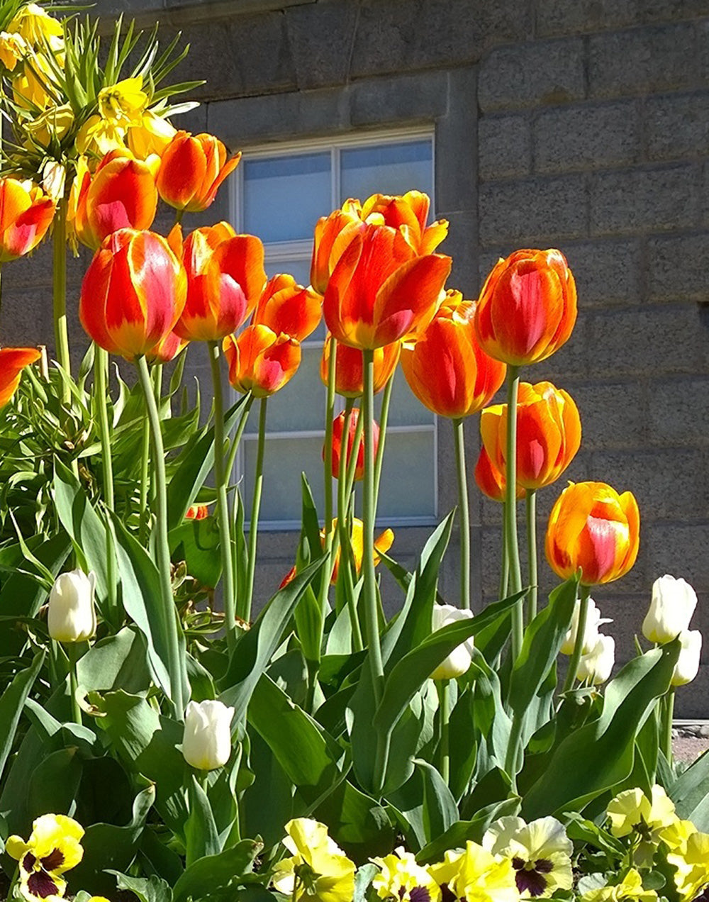 Apeldoorn Elite Striped Darwin Hybrid Tulip - 10 bulbs