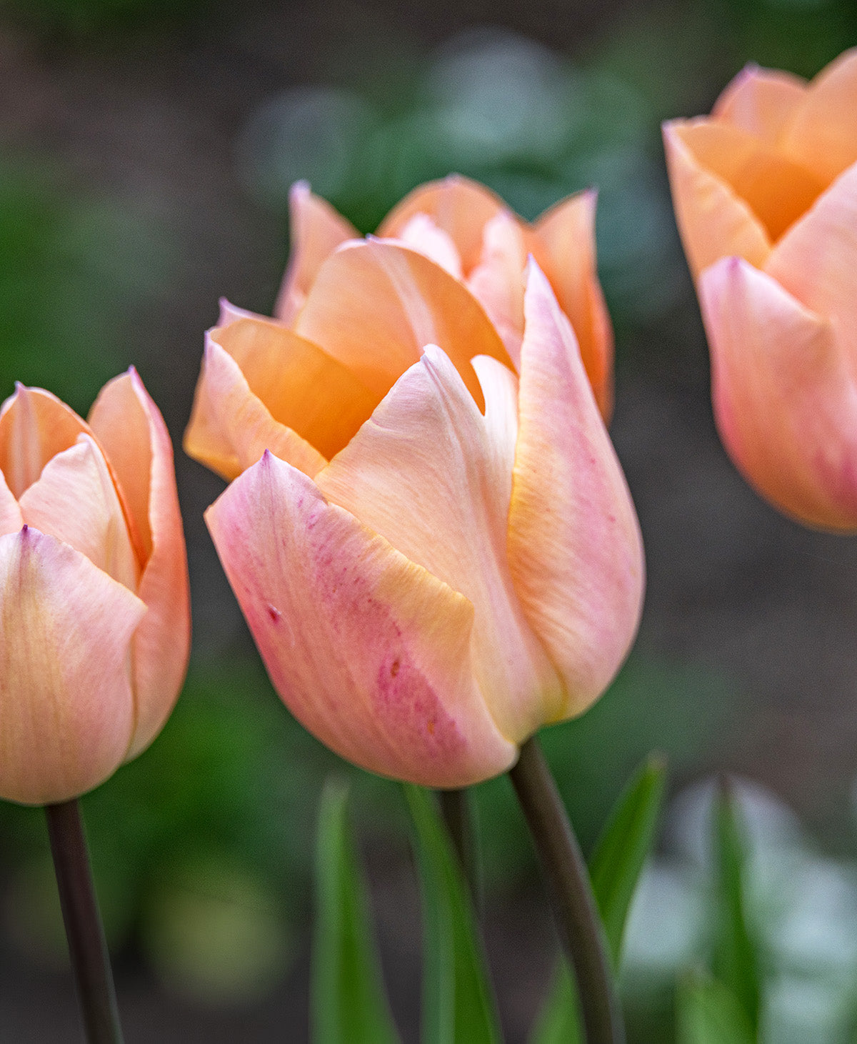 Apricot Beauty Single Early Tulip - 10 bulbs