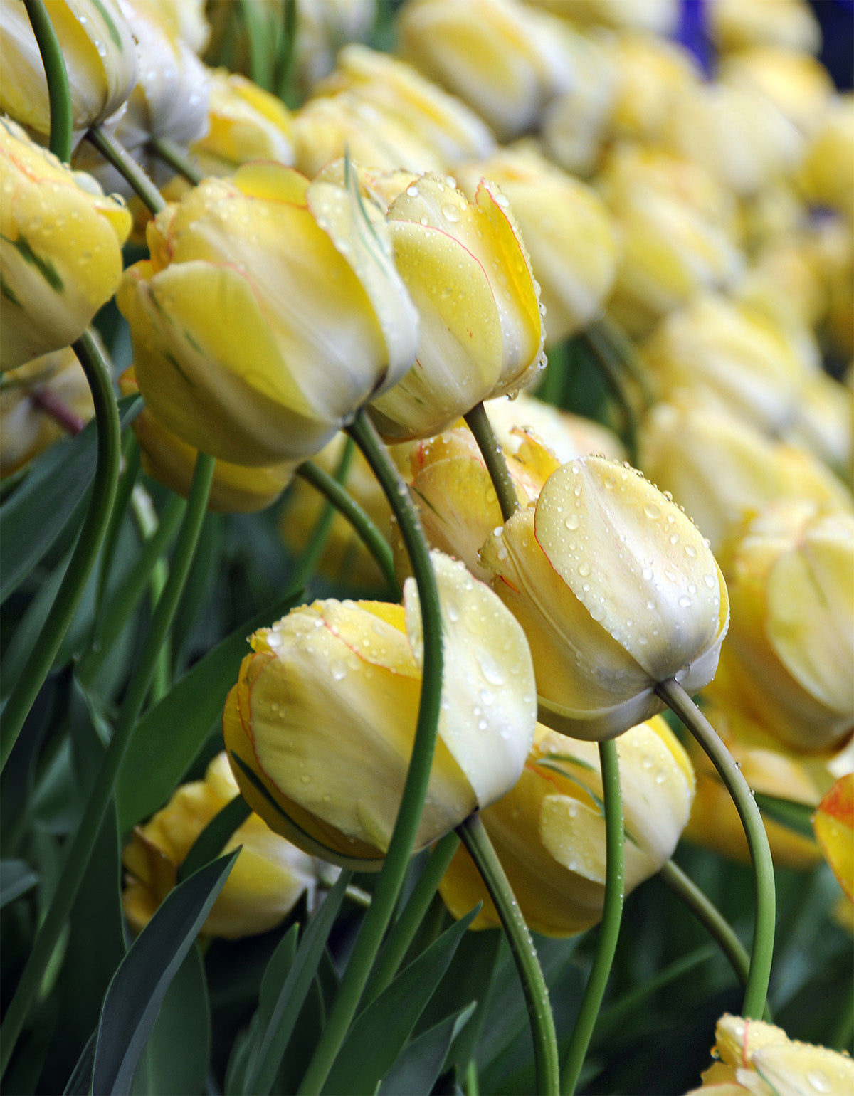 Beauty of Apeldoorn Darwin Hybrid Tulip - 10 bulbs