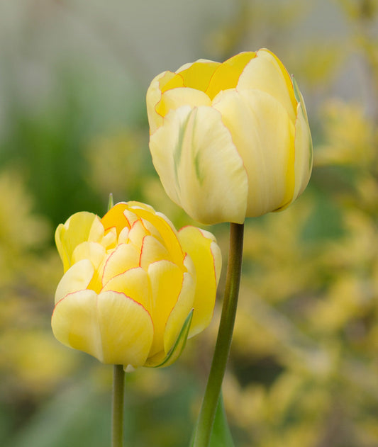 Bright image of BloomingBulb Beauty of Apeldoorn Darwin Hybrid Tulip bulbs, showcasing vibrant petals and healthy green foliage.