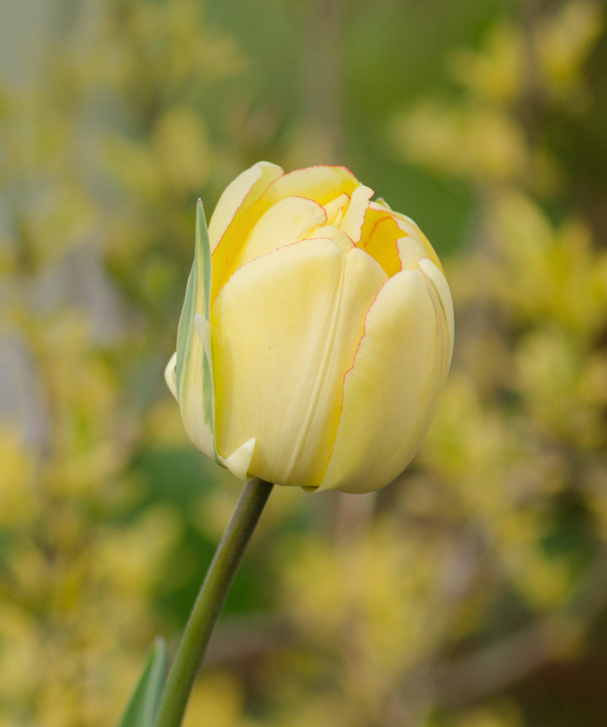 Beauty of Apeldoorn Darwin Hybrid Tulip - 10 bulbs
