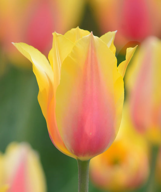 Pink blooming Blushing Beauty Tulip by BloomingBulb, single late tulip bulbs, showing vibrant pink flowers and green foliage.
